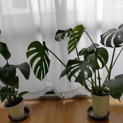 観葉植物　モンステラ オーガスタ　セット