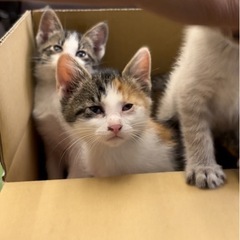 近くにいる野良猫が出産しました。ミケ猫の『さくら餅』と白サバ？の...