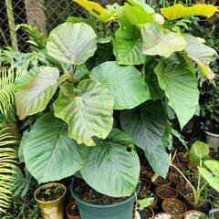 観葉植物色々の画像