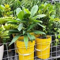 観葉植物色々の画像