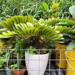 観葉植物色々の画像