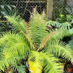 観葉植物色々の画像