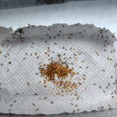 ヨーロッパイエコオロギ