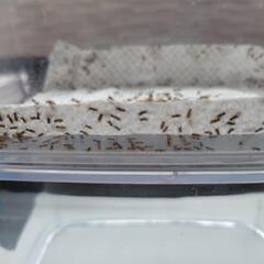 ヨーロッパイエコオロギの画像