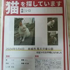 続.地域ネコのシロの行方を探しています！