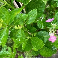 紫陽花(アジサイ：古いプランターごと)の画像