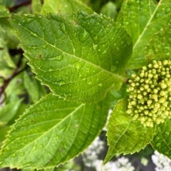 紫陽花(アジサイ：古いプランターごと)の画像