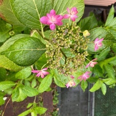 紫陽花(アジサイ：古いプランターごと)の画像