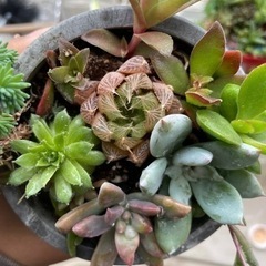 多肉植物 寄せ植え