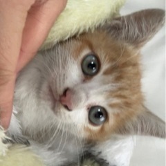 子猫