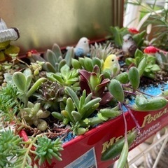 多肉植物 寄せ植え