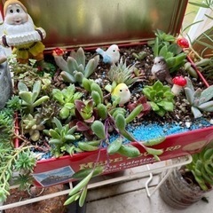 多肉植物 寄せ植え