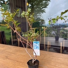 生活雑貨 家庭用品 ガーデニング