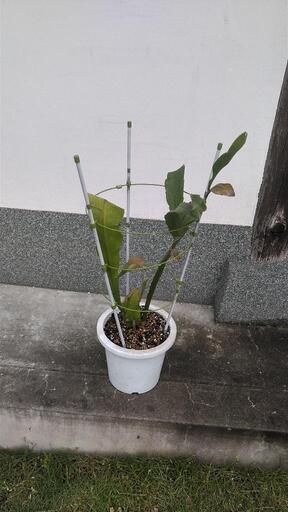 月下美人