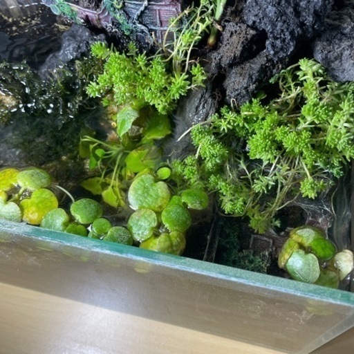 アクアテラリウム水槽セット (ひかちゃんチャンネル) 新柏の家庭用品