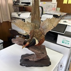 コウライキジ剥製の画像