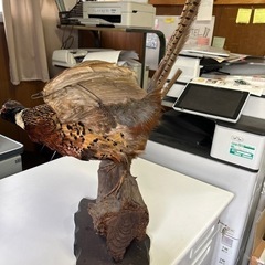 コウライキジ剥製の画像