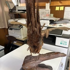 コウライキジ剥製の画像