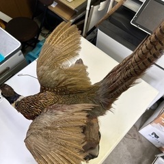 コウライキジ剥製の画像