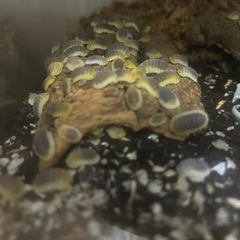 レモンブルーダンゴムシ