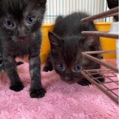 黒猫（黒トラ）子猫ちゃん、ふたりいっしょにトライアル決定です💓