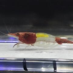 ●レッドルリーシュリンプ　5匹セットの画像