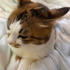 猫用品　余ってる物お譲り下さい🐈