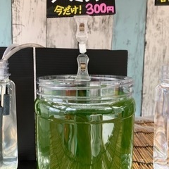 今だけ❗️タマミジンコ(300円)