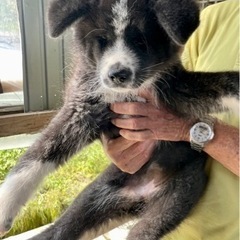 子犬🐶秋田犬メス　