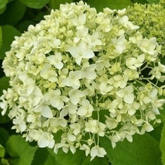 アジサイ　アナベル