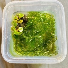 お取引中　水草　斑入りホテイアオイ、アナカリス、マツモ無料でお渡...
