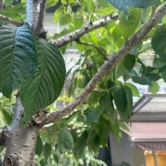 未経験大募集、植物好きな方　お庭好きな方の画像