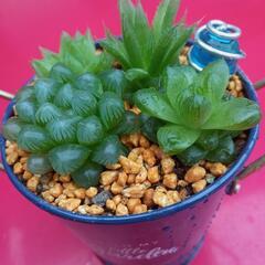 多肉植物　寄せ植え　ハオルチア属