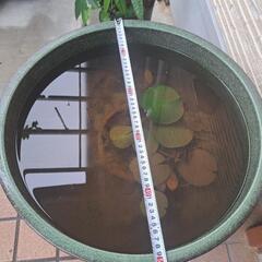 特大睡蓮鉢　メダカ　ビオトープ　