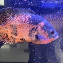 【値下げ】熱帯魚 