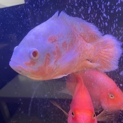 【値下げ】熱帯魚 の画像