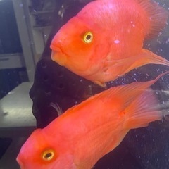 【値下げ】熱帯魚 の画像