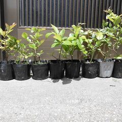 ■ブルーベリー苗　ノーザンハイブッシュ　3種　2年生 　１ポット　３５０円■の画像