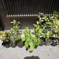 ■ブルーベリー苗　ノーザンハイブッシュ　3種　2年生 　１ポット　３５０円■の画像