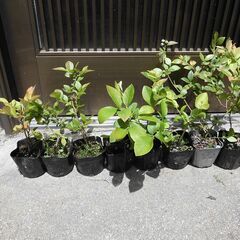 ■ブルーベリー苗　ノーザンハイブッシュ　3種　2年生 　１ポット　３５０円■の画像