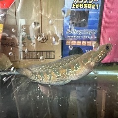 コウタイ

