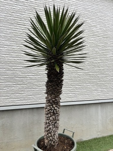 【ユッカ　フィリフェラ】ロストラータ　　ドラガーデン　
生活雑貨 家庭用品 ガーデニング