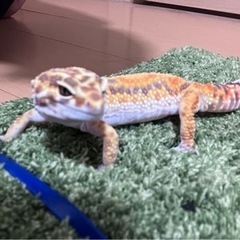 決まりましたありがとうございます