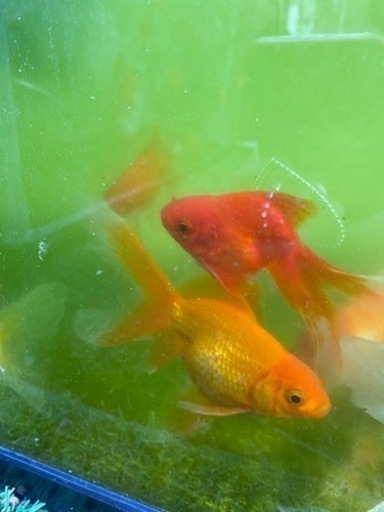 金魚