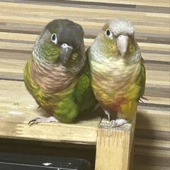 決まりました。沢山のご応募ありがとうございました。ウロコインコ2...