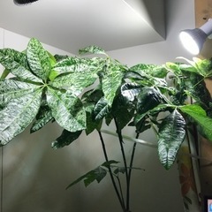 【お話中】パキラ 斑入り 観葉植物