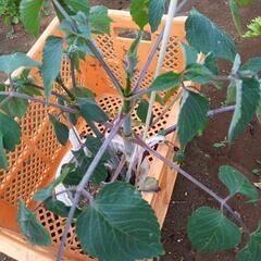 植木　お花　皇帝ダリア　お花の苗