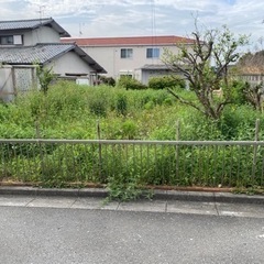 手草むしり