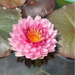 睡蓮肥料　水性植物　まるやま1号　500g      千葉県肥料販売業務開始届受理済の画像