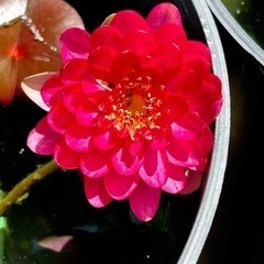睡蓮肥料　水性植物　まるやま1号　500g      千葉県肥料販売業務開始届受理済の画像